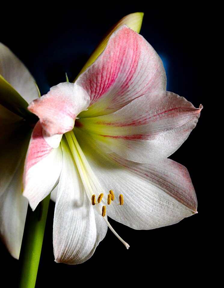 Nature blossom bloom