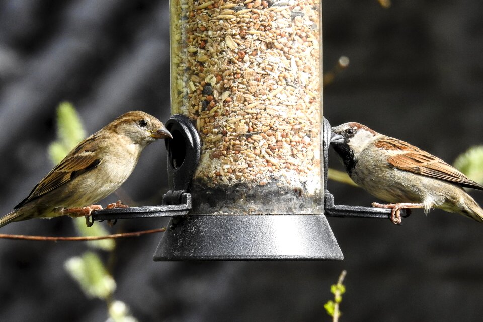 Bird songbird garden bird