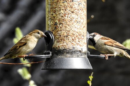 Bird songbird garden bird photo