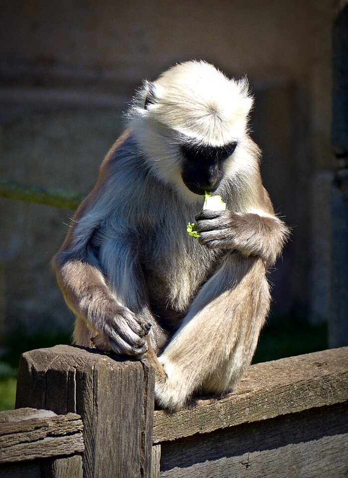 Animal world grey langur tropical