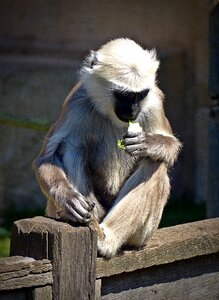 Animal world grey langur tropical