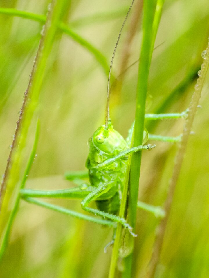 Nature insect animal
