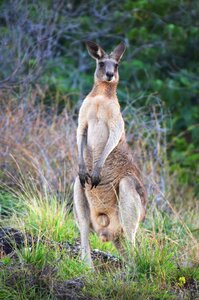 Australia wildlife kangaroo
