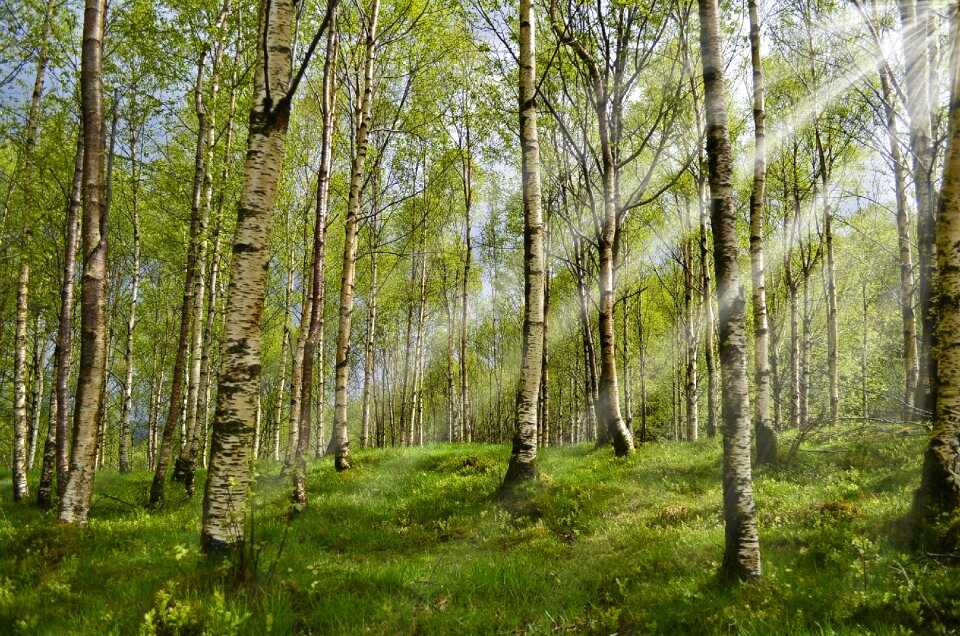 Sunbeam allergy allergy-free