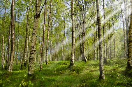 Sunbeam allergy allergy-free