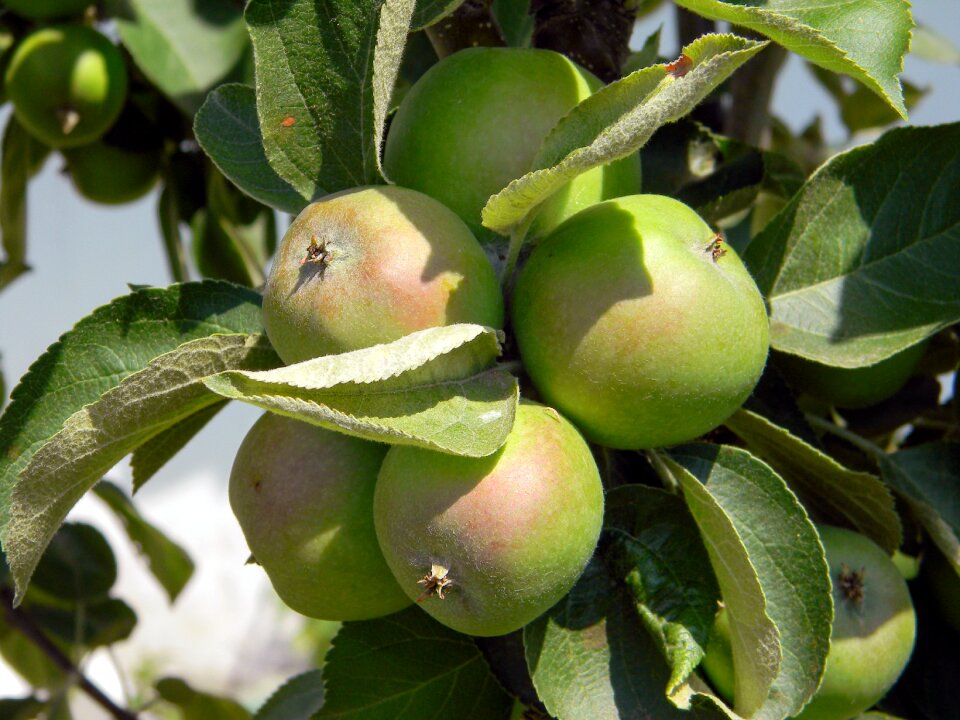 Fruit tree summer
