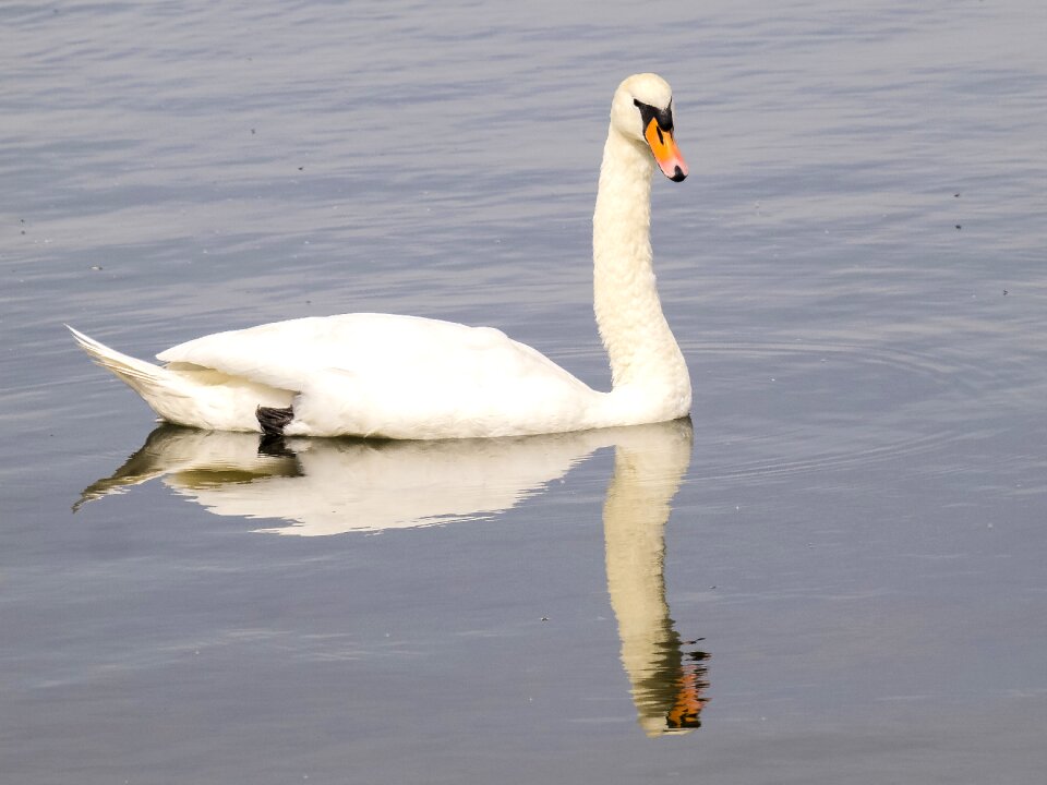 Water bird nature animal