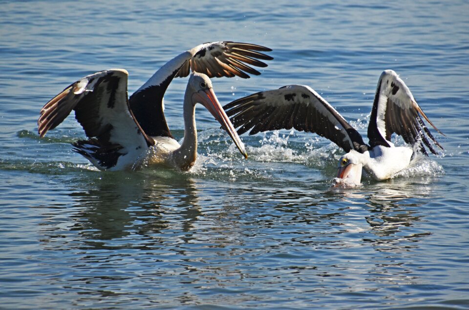 Australia pelicans wildlife