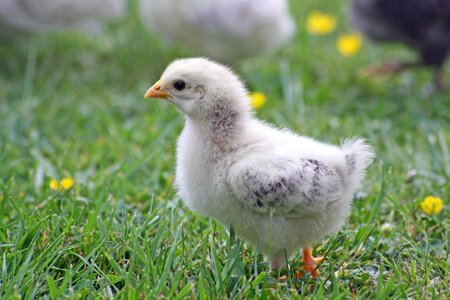 Spring small poultry photo