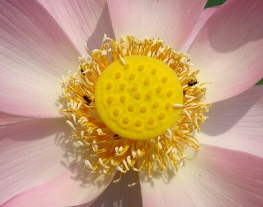 Nelumbo nucifera stamen photo