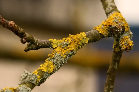 Wild yellow beautiful