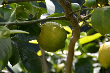 Lemon plant leaves citrus fruits photo