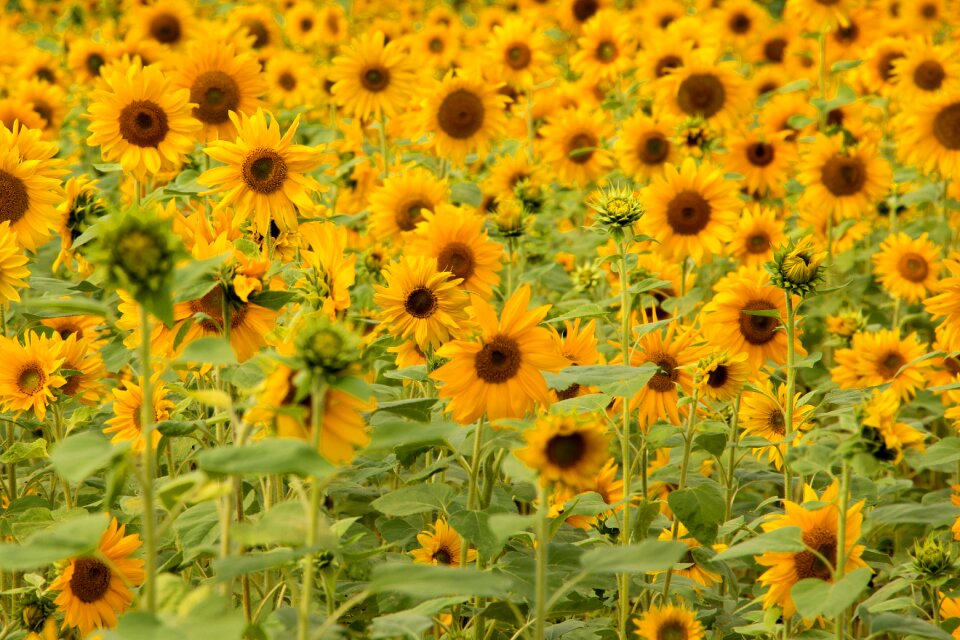 Field of flowers yellow flower