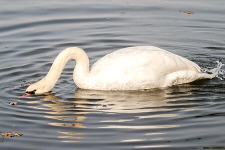 Water bird nature animal photo