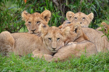 Kenya lions lion cubs photo