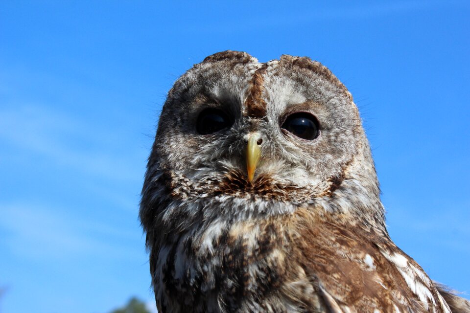 Falconry animal nocturnal
