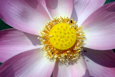 Nelumbo nucifera stamen photo