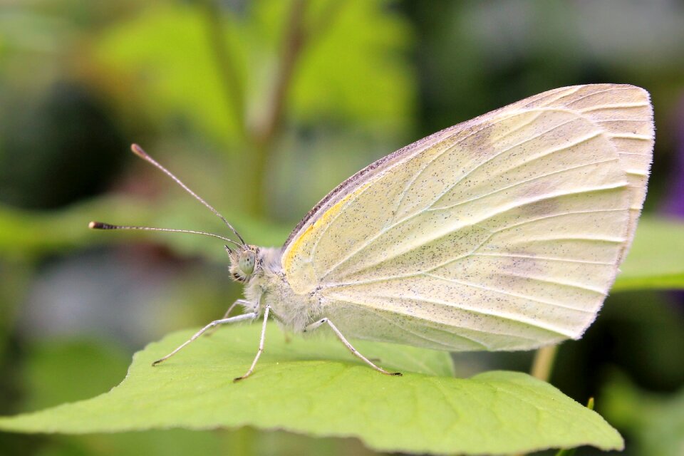 Wing garden animal