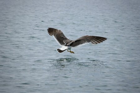Sea gull seagull wild birds photo