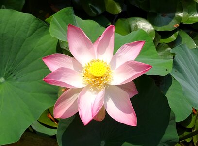 Nelumbo nucifera stamen photo