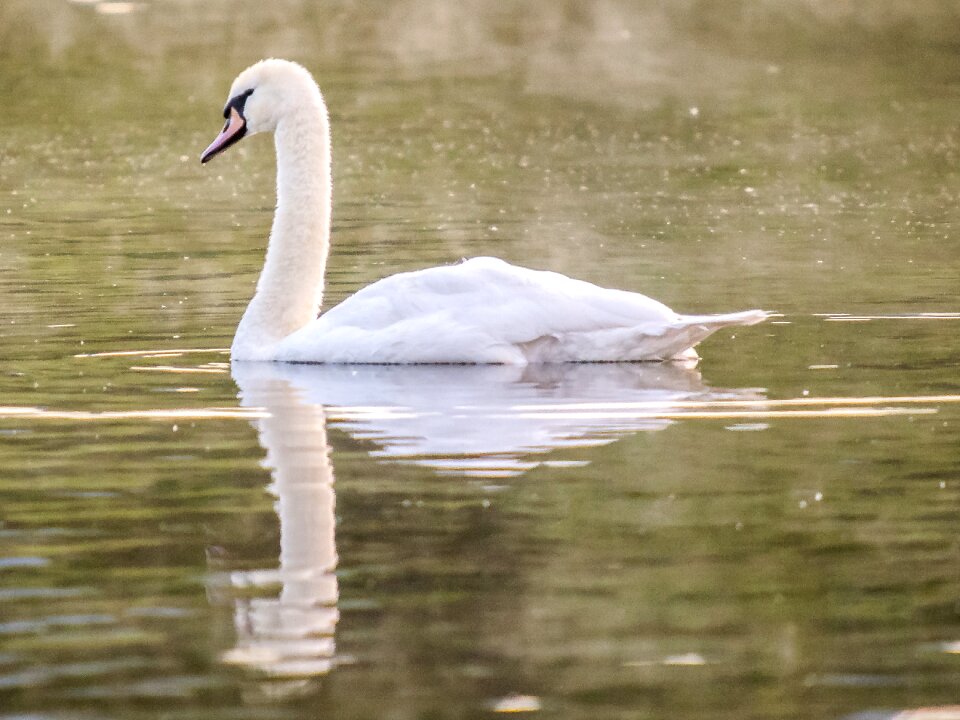 Water bird nature animal