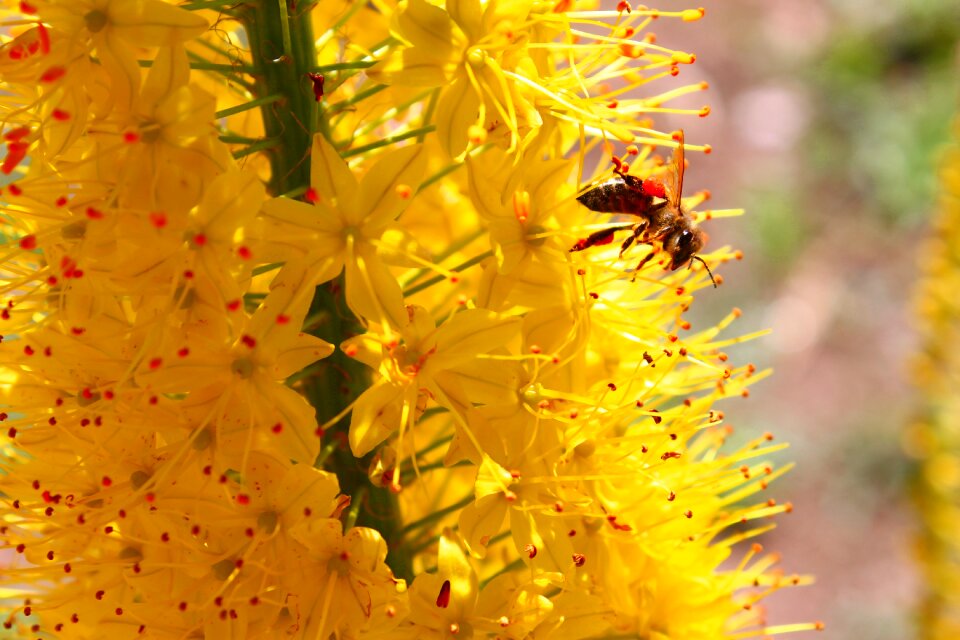 Flower nature garden