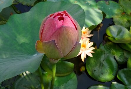 Nelumbo nucifera bud photo