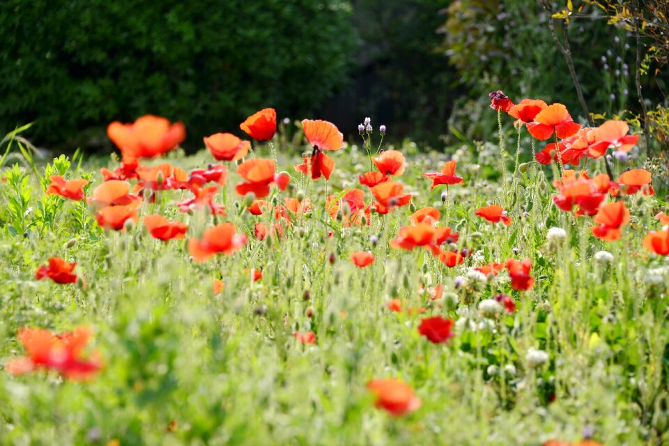 Field red green