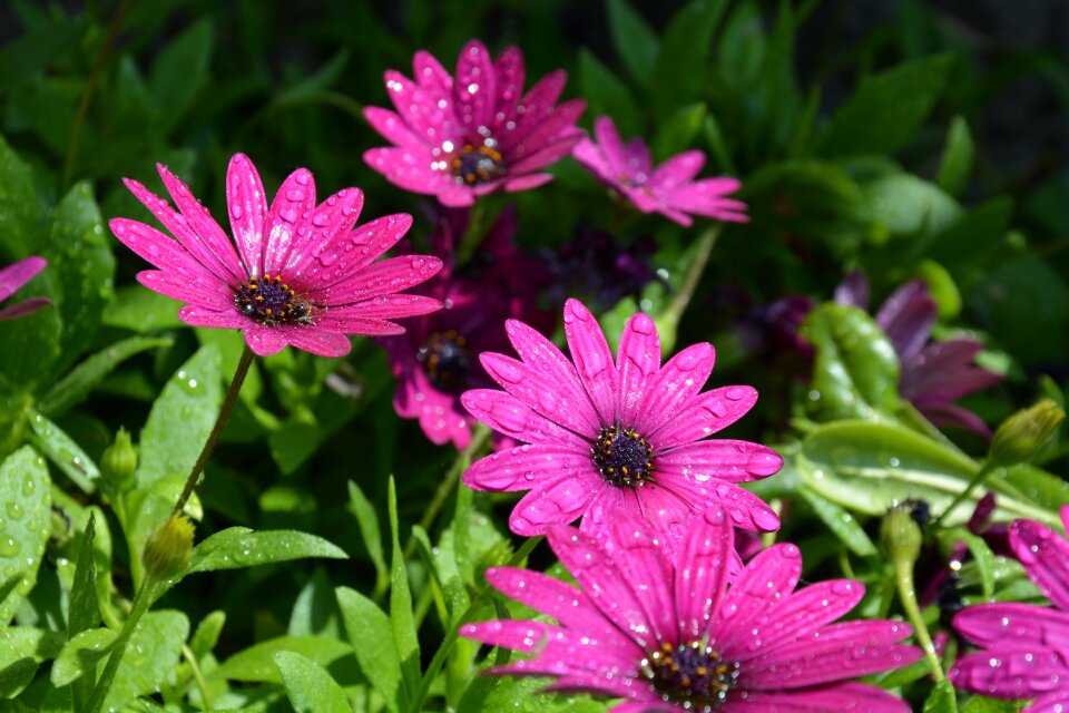 Flowers purple flowers flowers dew