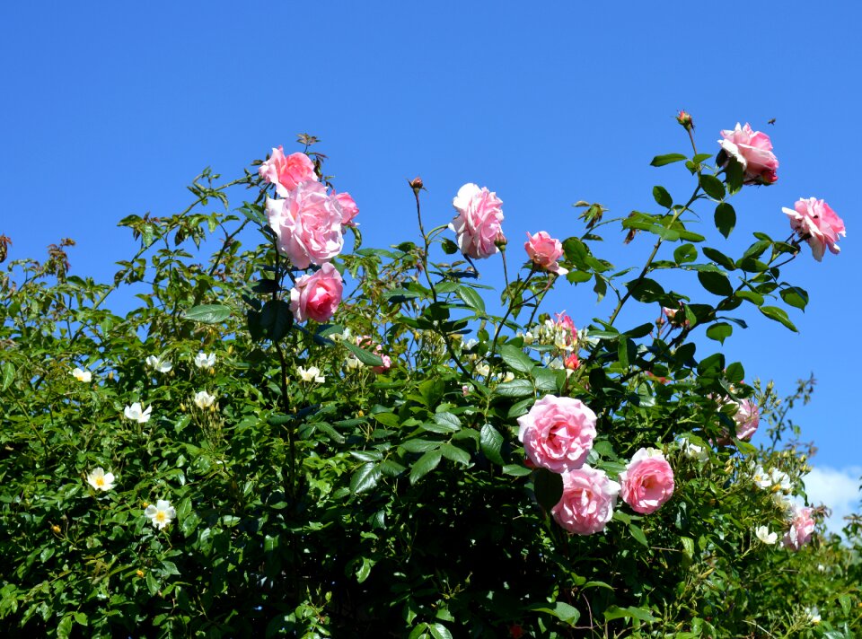 Rose bloom flowers blossom