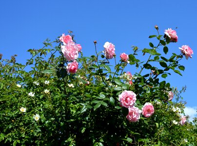 Rose bloom flowers blossom