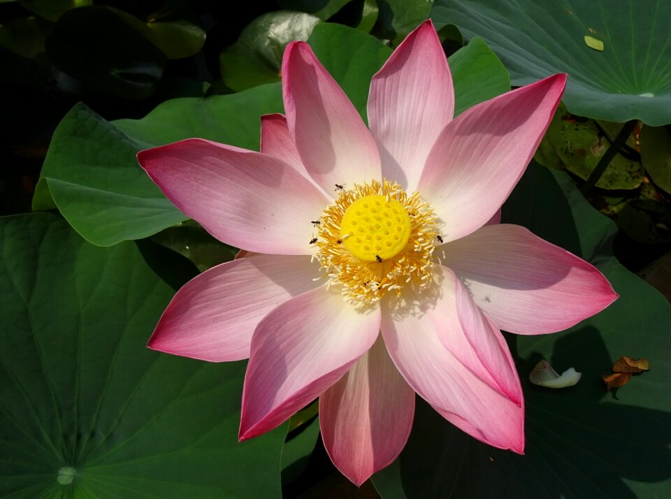 Nelumbo nucifera stamen