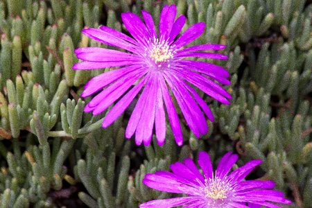 Succulent pink bloom photo