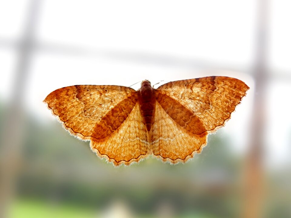 Butterfly window insect