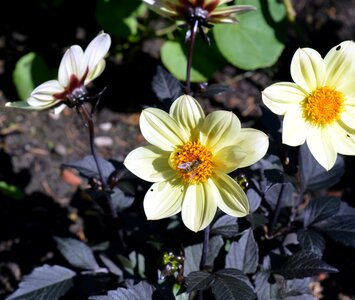 Bloom dahlia garden plant