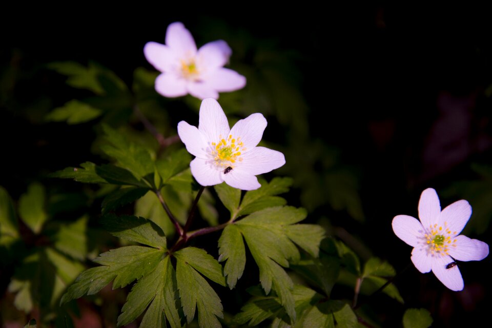 Green the nature of the anemones