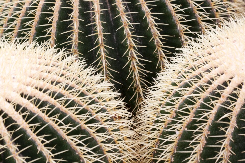 Plant cactus greenhouse cactaceae