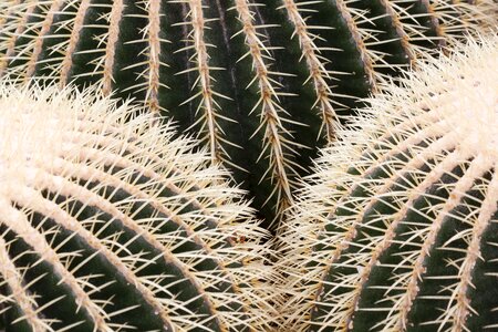 Plant cactus greenhouse cactaceae