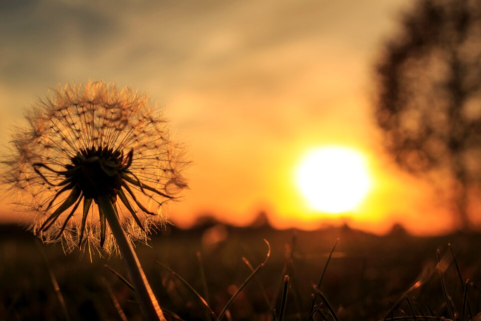 Nature close up common dandelion