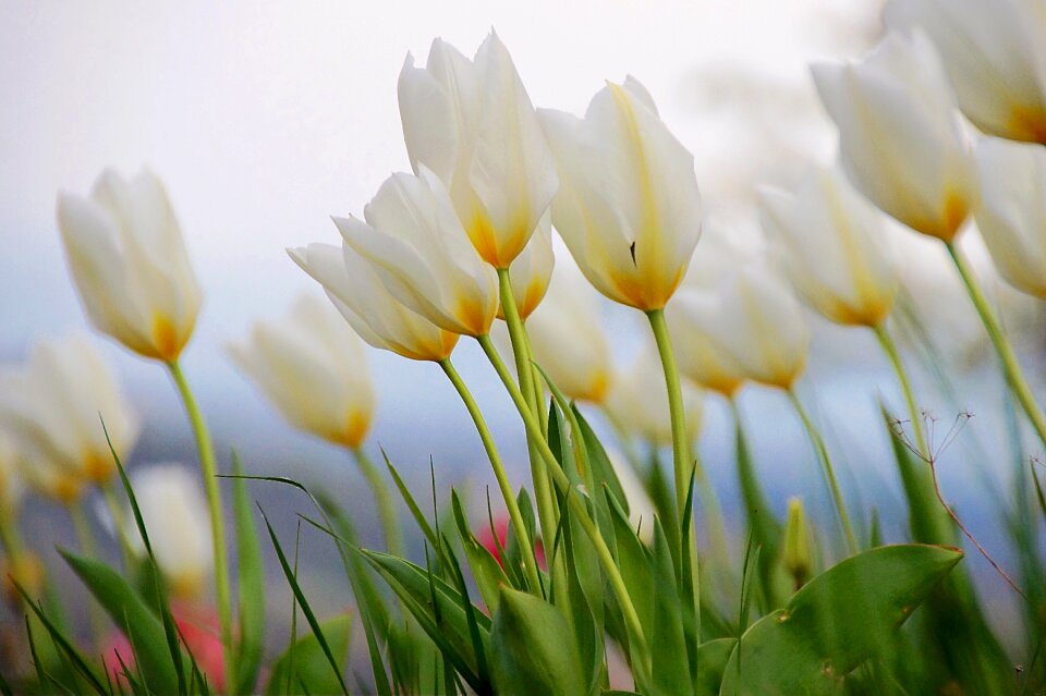 Blossom bloom flower