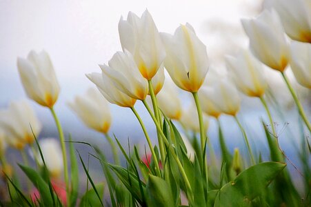 Blossom bloom flower