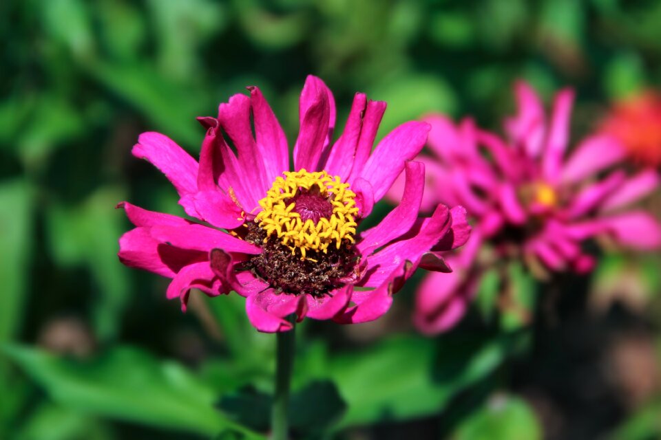 Beautiful nature macro