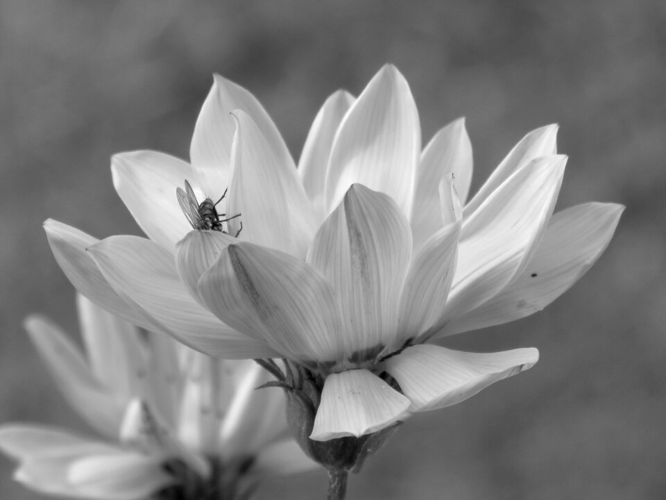 Flowers spring insect