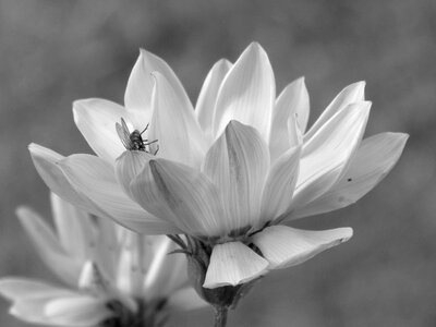 Flowers spring insect