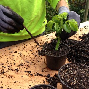 Cuttings rose cuttling plant