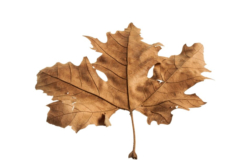 Withered leaves the leaves are dry leaves