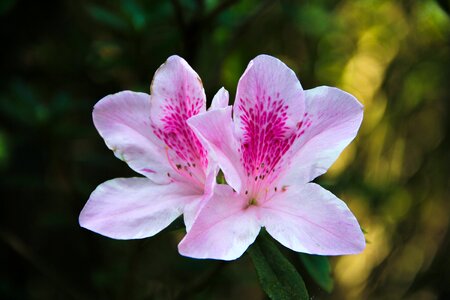 Pink nature macro