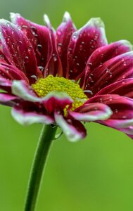 Flower petal spring