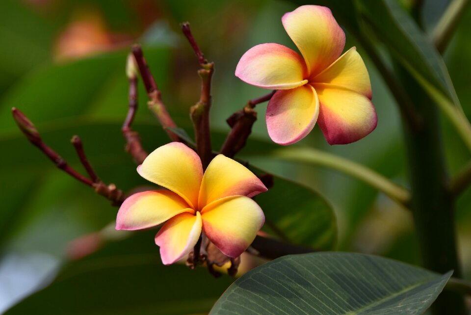Yellow bloom blossom
