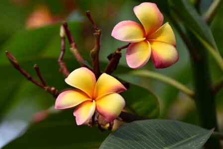 Yellow bloom blossom